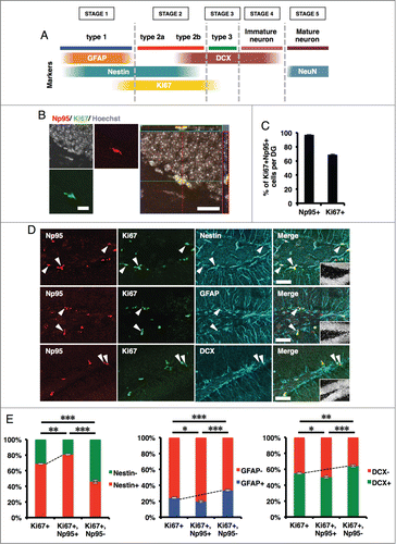 Figure 3. Np95 is preferentially expressed in actively dividing type 2a cells in the adult hippocampus. (A) Schematic diagram of marker proteins that are expressed in the hippocampal granule cell layer during the 5 discernible stages of adult hippocampal neurogenesis. (B) Representative confocal immunofluorescence images for Np95 and Ki67 in the adult mouse hippocampal DG. Scale bars: 20 μm. (C) Ratio of Np95+/Ki67+ cells to total Np95+ cells or to total Ki67+ cells in hippocampal DG. While 97% of Np95-expressing cells exhibited a Ki67 signal, 30% of Ki67-expressing cells did not exhibit an Np95 signal. Error bars represent the mean ± SEM (n = 3). (D) Representative immunofluorescence images of the adult hippocampal DG. Immunostaining for Np95 (red, left panel), Ki67 (green, left middle panel) and Nestin, GFAP or DCX (cyan, right middle panel). Scale bars: 50 μm. The insets in Merge images show Hoechst staining. White arrowheads indicate representative Np95-, Ki67- and specific cell marker (Nestin-, GFAP-, DCX-) expressing cells. (E) Identification of Np95-expressing cell types in the DG of the adult hippocampus. Ki67+ cells, Ki67+/Np95+ cells and Ki67+/Np95- cells were counted using the merged images of (D). The bar graphs indicate the percentages of Nestin+/− (left), GFAP+/− (middle) or DCX+/− (right) cells among Ki67+ cells, Ki67+/Np95+ cells and Ki67+/Np95- cells in the hippocampal DG. The bar colors correspond to the stage colors used in the illustration in (A). Values are given as mean ± SEM. One-way ANOVA (Prism, GraphPad) followed by Tukey test: n = 3; *p < 0.05, **p < 0.01, ***p < 0.001.