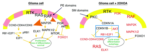 Figure 1. The induction of autophagy in glioma cells treated with 2OHOA. The illustration on the left depicts the membrane structure and the active (black) or inactive (red) cell signals in glioma cells. High PE and low SM levels favor the activation of the MAPK pathway, which in turn induces the activity of the cyclin-CDK and PI3K pathways. The illustration on the right depicts the membrane lipid status in 2OHOA-treated cells, with more SM and less PE than untreated glioma cells, which causes the uncoupling of RAS and the concomitant inactivation of the MAPK and related pathways. Activation of FOXO1, overexpression of CDKN1B, hypophosphorylation of RB1 and inactivation of AKT1, contributes to the molecular scenario associated with the activation of autophagy in glioma but not normal cells. In this context, the membrane lipid structure appears to be the most upstream event that controls cell proliferation, differentiation and autophagy in glioma cells, SGMS thereby representing a new target for anticancer therapies.