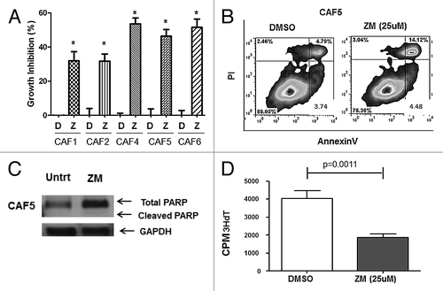 Figure 5. A2AR antagonists induce inhibition of cell proliferation. (A) CAFs were treated with vehicle control (DMSO; D) or ZM241385 (25 μM; Z). After 72 h an MTS assay was performed. ZM241385 significantly inhibited the growth in all 5 CAFs (*P < 0.05). Means +/− SEM from 3 experiments are presented. (B) CAF5 cells were treated with vehicle control (DMSO) and ZM241385 (25 μM; 96 h). ZM241385 does not cause apoptosis as compared with vehicle control as shown in the representative histogram. (C) CAF5 cells were treated with vehicle control (DMSO) and ZM241385 (25 μM; 4 h) and immunoblotting analysis of PARP cleavage was performed. ZM241385 treatment did not cause PARP cleavage. (D) Decrease in cell proliferation (3HdT assay) on CAF5 in the presence of ZM241385 (25 μM; 48 h) is significant when compared with vehicle control (DMSO). Means ± SEM from 3 experiments are presented.