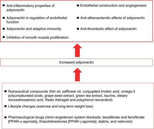 Figure 4 Summary of the cardioprotective effects and therapeutic interventions for enhancing adiponectin.