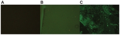 Figure 5 Fluorescence microscopy characterizations of the 6His-tagged green fluorescent proteins (GFP) adsorption, onto the different quartz surfaces. A) PEG-silane onto SiO2 B) SiO2 C) PEG-silane plus Ni nanoislands.