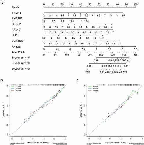 Figure 7. Nomogram to predict 1-, 3- and 5-year survival rate of OCSCC patients. A. Prognostic nomogram to predict survival of OCSCC patients based on TCGA dataset. B, C. The calibration plots for 1-, 3- and 5-year survival in TCGA training dataset (b) and testing dataset (c) demonstrated that the nomogram-predicted survival fit well with the actual survival