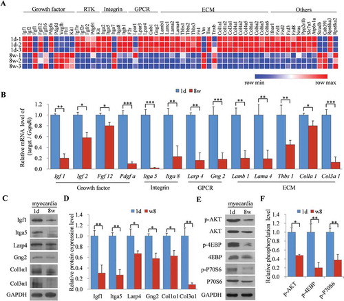 Figure 4. Decreased expression of Tudor-SN in adult mice myocardia is caused by the low activity of the mTORC1 pathway. (A) Heat map of gene expression in 1d and 8 w mouse myocardia. Hierarchical cluster analysis of significantly differentially expressed genes is presented (red, high expression; blue, low expression). (B) The relative mRNA levels of 13 differentially expressed genes were analysed by qRT-PCR. Data are presented as the mean ± SEM (n = 3 independent experiments), and unpaired two-tail t-tests were used (*p < 0.05, **p < 0.01, ***p < 0.001). (C–D) The protein levels of six representative genes in (B) were detected by Western blotting and were analysed by ImageJ (2X) software. Data are presented as the mean ± SEM (n = 3 independent experiments), and unpaired two-tail t-tests were used (*p < 0.05, **p < 0.01). (E–F) The relative phosphorylation levels of AKT, 4EBP, and P70S6 in 1d and 8 w mouse myocardia were detected by Western blotting and analysed by ImageJ (2X) software. Data are presented as the mean ± SEM (n = 3 independent experiments), and unpaired two-tail t-tests were used (*p < 0.05, **p < 0.01)