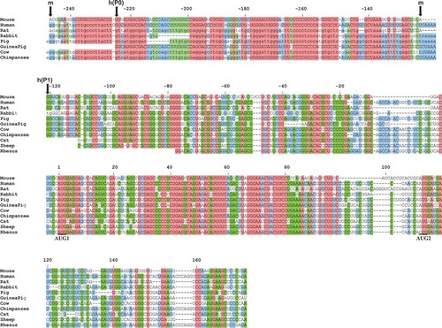 Figure 2. Alignment of the 5′-terminal regions of p53 mRNA sequences derived from eleven different species. Capital letters symbolize mRNA sequence (derived from GeneBank) and lowercase letters indicate p53 gene sequence (obtained from Ensembl) of the region homological to the longest identified mouse transcript. Human P1 and P0 transcription initiation sites are marked as ‘h(P1)’ and ‘h(P0)’, accordingly, whereas mouse transcription initiation sites are marked as ‘m’. Translation initiation codons AUG1 and AUG2 are highlighted. Two alignments were prepared and joined: above and below human P1 initiation site. Comparisons of the sequences were prepared using Clustal Omega program [Citation56]. Alignment is colored according to the percentage of sequence conservation (red, 100%; green, 80% – 99%; blue, 60% – 79%).