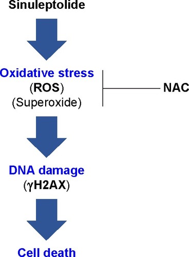 Figure 6 Overview of the hypothesized mechanism of sinuleptolide-induced killing of human oral cancer cells (Ca9-22) involving oxidative stress.