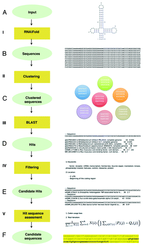 Figure 2. Computational pipeline summary. (A) RNA structure and sequence constraints input for RNAiFold (I). (B) Sequences returned that fold like the input structure were then clustered (II). (C) One representative of each cluster was BLASTed (III) with match/mismatch weights of 1/-1 and gap existence/extension penalties of 1/2. (D) Returned hits were filtered (IV) using relevant keywords and genomic locations. (E) Candidate hits located in coding sequences were assessed (V) by total variation and codon usage bias determination (using BitGene http://www.bitgene.com). (F) Candidate sequences selected for experimental validation.