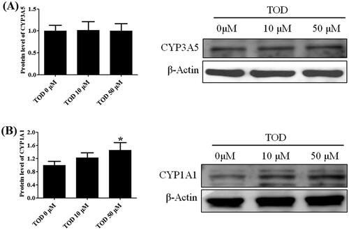 Figure 12. Effect of toddalolactone (TOD) on CYP3A5 (A) and CYP1A1 (B) protein levels in HepG2 cells at various concentrations (0 μM, 10 μM and 50 μM). DMSO (0.1%) in the absence of toddalolactone was used as the control group. Results are presented as fold-induction relative to control. Values are means ± SD (n = 4) and the significant difference compared with the control group, *p < 0.05.