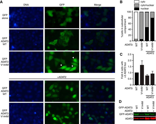 FIG 9 ADAT3-V144M displays an aberrant nucleocytoplasmic localization and increased susceptibility to form cytoplasmic aggregates. (A) Fluorescence microscopy images of GFP alone and GFP-tagged ADAT3-WT and -V144M expressed in HeLa cervical carcinoma cells. The bottom two rows exhibit cells cotransfected with untagged ADAT2. Nuclear DNA was stained with Hoechst stain, with merged images shown on the right. Arrowheads represent cells with >3 cytoplasmic foci of GFP-ADAT3. (B) Fraction of cells exhibiting GFP-ADAT3 that was either primarily cytoplasmic (cyto), similarly distributed between the cytoplasm and nucleus (cyto/nuclear), or primarily nuclear. (C) Fold change in the number of cells that exhibited more than three cytoplasmic foci of GFP-ADAT3. The fold change is expressed relative to ADAT3-WT without ADAT2 coexpression where 7% of cells exhibited more than three cytoplasmic foci. Experiments for panels B and C were repeated three times, with a minimum of 580 cells counted per experiment. (D) Immunoblot of GFP-ADAT3 expression without or with transient expression of ADAT2.