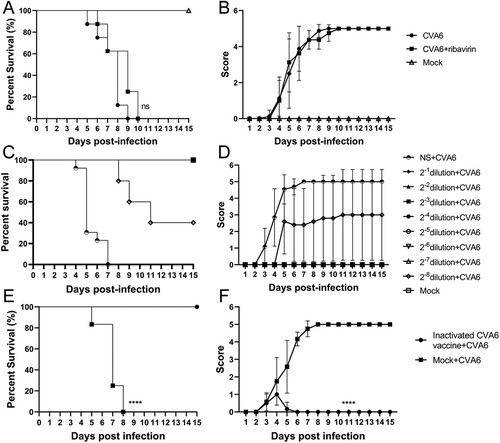 Figure 7. Protective efficacy of ribavirin, CVA6 antiserum and inactivated whole-virus vaccine against CVA6 challenge in vivo. (A, B) Effect of ribavirin. (C, D) Effect of passive immunization. (E, F) Effect of active immunization. The survival rates (A, C, E) and Clinical symptoms (B, D, F) were monitored and recorded daily for 15 days after inoculation with CVA6. ****P < 0.0001.