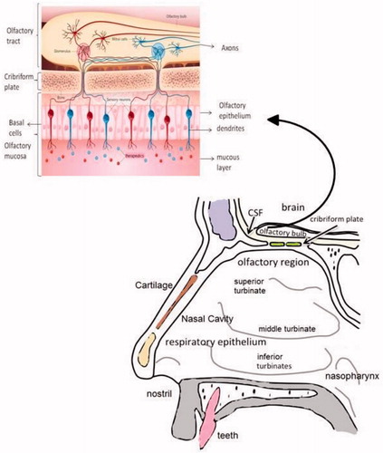Figure 3. Olfactory pathway after nasal administration.