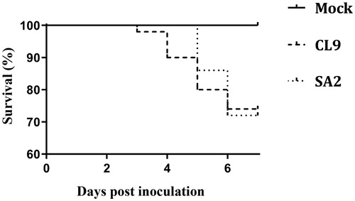 Figure 1. Survival rates in specific pathogen-free birds up to 7 days post-inoculation with SA2 or CL9 ILTV, or those birds that remained uninoculated (Mock). There were no statistically significant differences between infected groups.