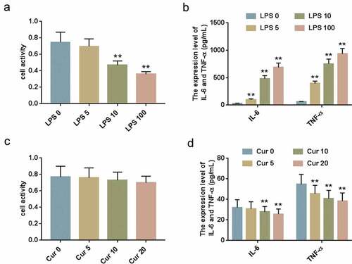 Figure 1. LPS-induced inflammatory response of HK-2 cells.