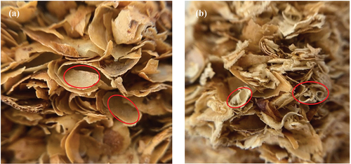 Figure 8. Structural imaging by a low magnification camera (A) CS100-G100 (B) CS90-W10-G100.