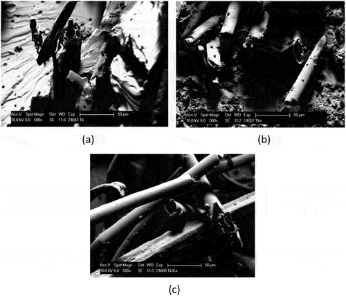 Figure 2. SEM micrograph of a fractured tensile test specimen of a) kenaf, b) kapok, and c) kenaf & kapok hybrid composite.