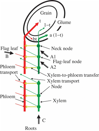 Figure 1 Schemes of zinc-65 (65Zn) translocation to the grain and glume via the xylem and phloem, when 65Zn was applied through the culm cuts above (A1) and below (A2) the flag-leaf node, from the flag leaf (B) and from the roots (C). The schemes were described principally after Tanaka et al. Citation(2007). The parameter “a” is the ratio of the 65Zn imported into the glume to that imported into the grain via the xylem. The parameter “b” is the ratio of 65Zn imported into the glume via the phloem to that imported into the grain. The parameter “t” is the proportion of the 65Zn deposited in the grains via the phloem to the total 65Zn in the grains.