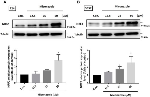 Figure 1 Miconazole promotes protein expression of NRF2 in bladder cancer cells. (A and B; upper panels) T24 and 5637 BC cells were treated with increased concentrations of miconazole for 24 h, total proteins were extracted and expression levels of NRF2 were detected by Western blot. (A and B; lower panels) The relative band intensities of proteins presented in (A and B) were quantitated by densitometric scanning and are presented as the fold of control group; and the statistical calculation from blots more than three independent experiments are shown (n=4). The results are presented as the means ± S.D. *P<0.05 compared with Con. group.