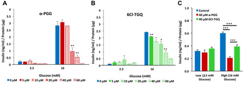 Figure 1 α-PGG and 6Cl-TGQ reduced glucose-stimulated insulin secretion (GSIS) in a concentration-dependent manner. Isolated mouse islets were treated with either α-PGG (A) or 6Cl-TGQ (B) at 0, 5, 10, 20, 40, and 60µM in low glucose (2.5mM) or high glucose (16mM) GSIS assays. Thirty minutes after the treatment, assay media were collected and measured for the secreted insulin, then normalized by cell protein contents. For each condition, 10 islets in triplicate were used. Data are expressed as means ± SEM. (C) Studies were repeated on INS-1832/13 cells using a dose of 40 µM for each compound. Data are expressed as means ± SEM. *p<0.05, **p<0.01, ***p<0.001.