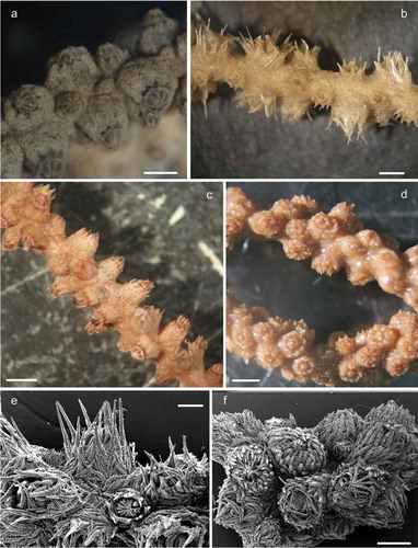 Figure 2. Morphology of the branches and arrangement of the polyps in Paramuricea macrospina from: (a) Skerki Bank; (b) Pantelleria Island; (c) Sciacca Shoal. (d) Branches of the colony of Paramuricea clavata. Scanning electron microscope pictures of sclerite shape and arrangement in: (e) P. macrospina from Pantelleria Island and (f) P. clavata. Scale bars: a–d, f = 1 mm; e = 0.5 mm.