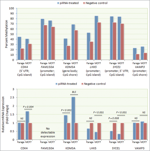 Figure 3. Correlation between piRNA mimic-associated gene methylation and mRNA expression. mRNA expression levels of 6 differentially methylated genes (CDK4, FAM150A, KDM3A, LHX5, SYCE1, and VAMP3) were measured by qPCR using RNA isolated from transfected Farage and MCF-7 cells. Consistent with expectation, higher LHX5 and SYCE1 promoter methylation was associated with lower mRNA expression in both transfected Farage (0.67-fold, NS and 0.53-fold, P = 0.008, respectively) and MCF-7 (0.47-fold; P < 0.001 and 0.35-fold; P < 0.001, respectively) cells. Similarly, higher KDM3A gene body methylation was associated with increased mRNA expression in both cell lines (Farage: 1.46-fold, P < 0.001; MCF-7: 2.54-fold, P = 0.057 (borderline significant)). Despite exhibiting higher 5′ UTR methylation, CDK4 exhibited higher expression in MCF-7 cells (1.69-fold; P = 0.004) and no expression difference in Farage cells. Expression differences were not observed for VAMP3 in either Farage or MCF-7 cells, despite higher promoter methylation. No FAM150A expression was detected in either cell line.