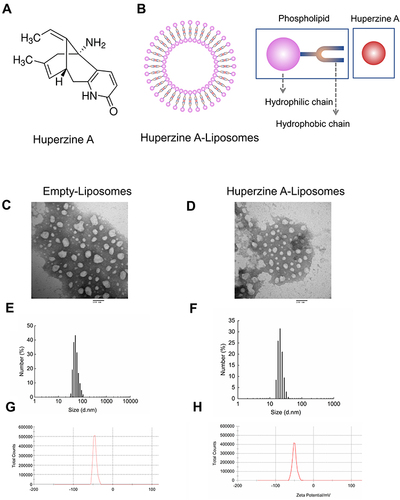 Figure 2 Characterization of Huperzine A-Liposomes. (A) The chemical structure of Huperzine A. (B) The structural model of Huperzine A-Liposome. (C and D) The TEM images of Empty-Liposome and Huperzine A-Liposome (Scale bars = 100 nm). (E and F) The diameter of Empty-Liposome and Huperzine A-Liposome by DLS. (G and H) The Zeta‑potential of Empty-Liposome and Huperzine A-Liposome.