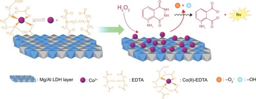 Figure 6 Possible chemiluminescence mechanism for the Co(II)-ethylenediaminetetraacetic acid (EDTA)-intercalated Mg/Al layered double hydroxide (LDH)-enhanced luminol–H2O2 system.Note: Reprinted from Zhang LJ, Chen YC, Zhang AM, Lu C. Highly selective sensing of hydrogen peroxide based on cobalt-ethylenediaminetetraacetate complex intercalated layered double hydroxide-enhanced luminol chemiluminescence. Sens Actuators B Chem. 2014;193:752–758, Copyright 2014, with permission from Elsevier.Citation82