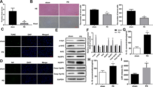 Figure 2 Oxidative stress and pyroptosis were promoted in the rat PD model. (A) Impaired muscle strength and equilibrium in rats of the PD model group. Motor dysfunctions in PD model rats were assessed by traction test scores. (B) Morphological changes in hippocampus were assessed by H&E and Nissl staining, In addition, Nissl-stained cells were evaluated in whole brain tissues of PD model rats. And the number of nerve cells was counted. (C) Increased numbers of apoptotic cells in brain tissues of the rat PD model group. TUNEL staining was used to detect cell apoptosis. (D) Changes in Nrf2 expression and subcellular locations in brain tissues of the rat PD model. Nrf2 expression and distribution were analyzed by immunofluorescence. (E) Protein abundances of PD and pyroptosis markers and phosphorylated Nrf2 in the rat PD model. Protein levels in rat tissues were quantified by Western blotting. (F) Relative protein levels of were quantified for westerns blot based on gray values. (G and H) Increased levels of IL-1β and IL-18 in serum from the PD model group. ELISA was used to determine IL-1β (F) and IL-18 (G) levels in rat serum. (I) Enhanced LDH release from rats in the PD model group. *P < 0.05; **P < 0.01.