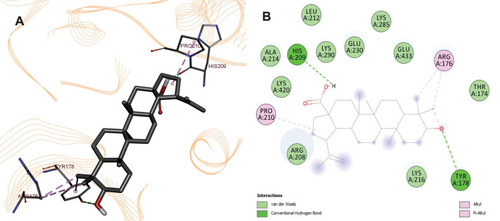 Figure 6 (A) 3D and (B) 2D poses of BA with Protein kinase B (AkT) PDB ID: 1GZK.