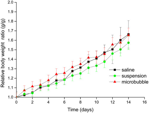 Figure 7 Changes in relative body weight of the mice treated with normal saline, sinalpultide suspension, and sinalpultide microbubble for 14 days at a dose of 2.32 mg/kg per day. Data are presented as the mean ± SD, n = 6.