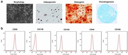 Figure 1. Characterization of TDSCs. (a) Morphology of TDSCs and the potential of multilineage differentiation of TDSCs. (b) Surface markers including CD90, CD105, CD44, CD106 and CD11B measured by flow cytometry assay.