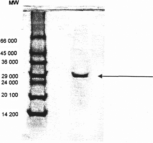 Figure 4.  SDS-polyacrylamide gel electrophoresis of chicken erythrocyte GST (a) protein standards; (b) purified chicken erythrocyte GST.