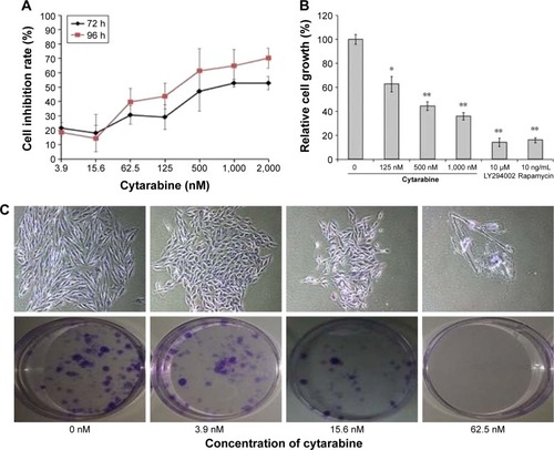 Figure 2 Cytarabine and PI3K/Akt/mTOR pathway inhibitors could inhibit growth of human malignant glioma cells. (A) U87 cells grown in 96-well trays were treated with cytarabine for 72 and 96 h. Cell viability was detected using the MTT assay. (B) Both cytarabine and LY294002 and rapamycin decreased cell viability. (C) and (D) U87 cells were observed with the number of colonies formed. (E) and (F) Cytarabine induced cell apoptosis in a dose-dependent manner. *P<0.05; **P<0.01.
