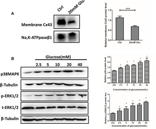 Figure 5 Membrane Cx43 protein expression decreased and pERK1/2 and p38 MAPK were activated in MLO-Y4 cells in response to 20 mM glucose treatment. (A) Membrane Cx43 protein expression in MLO-Y4 cells was decreased by 60% after glucose treatment. A histogram representation of the data is shown on the right. (B) Phosphorylated EKK1/2, total ERK1/2, and p38 MAPK were activated in MLO-Y4 cells following glucose treatment. ***P<0.001 vs Ctrl. *P <0.05 vs Ctrl. Data are presented as the mean ± standard deviation of three independent experiments.