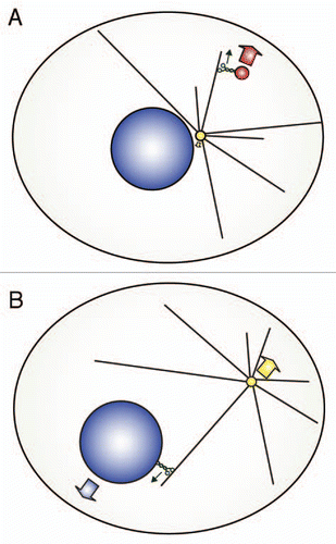 Figure 1 Movement of cargoes and the microtubule network during cargo transport. (A) Kinesin-1 associates with a vesicle and transports it towards the plus-end of a microtubule embedded in the centrosome. As the vesicle is small compared to the microtubule network, the vesicles is displaced relative to the microtubule network (large red arrow), while the microtubule network remains largely stationary (small yellow arrow). (B) Kinesin-1 associates with the nucleus and transports it towards the plus-end of a microtubule plus-end of a microtubule embedded in the centrosome. As the nucleus is very large, the nucleus and the microtubule network are displaced towards opposite sides (large blue and yellow arrows). In normal cells, dynein activity prevents separation of nucleus and centrosome, but in the absence of dynein activity (depicted here) kinesin-1 pushes centrosome and nucleus apart.