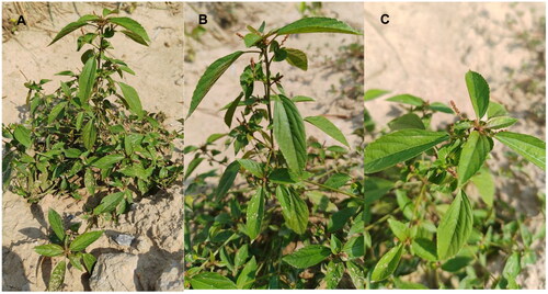 Figure 1. Field photo of Acalypha australis. The photo was shot by Liqiang Wang at the position of 35°16′30.0″N, 115°28′41.08″E. Main identifying traits: slender branchlets; leaves membranous, long ovate, subrhomboid ovate or broadly lanceolate; unisexual flowers, inflorescences axillary, thinly terminal; seeds subovate, seed coat smooth. Panel A: Panorama, B: Side profile, C: Bird's-eye view.