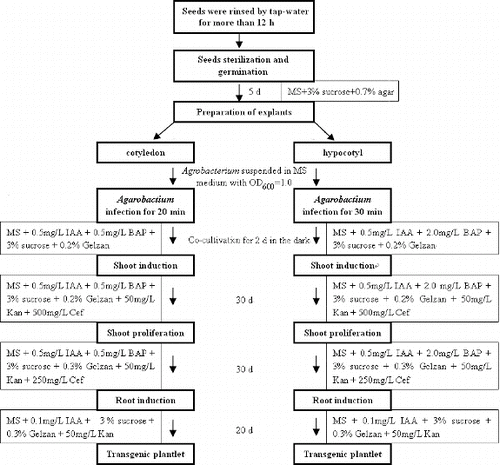 Figure 3. Protocol used for A. tumefaciens-mediated tomato (L. esculentum L. cv. Hezuo 908) transformation.