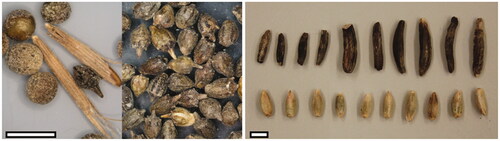 Figure 1. Images of targeted undesirable substances. Left: Ambrosia artemisiifolia seed surrounded with matrix material, collection of A. artemisiifolia seeds. Right: ergot sclerotia showing size diversity (top) with matrix kernels (rye seeds; bottom). Size bars 5 mm.