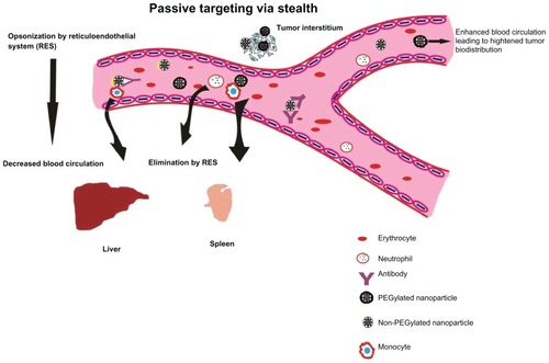 Figure 3 Passive targeting of nanoparticles to tumor cells with stealth characteristics to evade rapid destruction by reticuloendothelial system and excretion. Passive targeting of PEGylated nanoparticles. Nanoparticles surface coated with poly(ethylene glycol) (PEG) are capable of evading reticuloendothelial system (RES), thus delaying elimination to liver and spleen. Nanoparticles uncoated with PEG are easily recognized by the immune cells (phagocytes and monocytes) resulting in earlier elimination to liver and spleen. This results in decreased blood circulation and enhanced tumor localization of the anticancer nanovector.