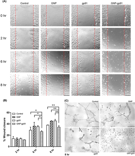 Figure 4 Effects of GNP-gp91 on cell migration and tube formation. (A) Representative photos from wound healing assay of HUVECs treated with GNP, gp91, and GNP-gp91. Scale bar: 250 µm. (B) Quantification of wound closure rate at the indicated times (n = 3), *p < 0.05, **p < 0.001 compared with GNP-gp91 group. (C) Representative images of tube formation after culturing for 8 h, scale bar: 250 µm.