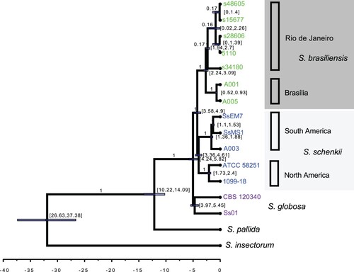 Figure 1. Whole-genome Sporothrix genealogy using BEAST analyses. The phylogenomic tree was inferred using Bayesian inference under the GTR model with gamma variation among sites and S. insectorum was set as the outgroup. The 90% confidence interval marking the separation between S. brasiliensis and S. schenckii was set to 3.8 - 4.9 MYA, a rate interval of [0.9E-3, 16.7E-3] based on evolutionary rate estimation based on different groups of fungi and a birth-death tree prior with incomplete sampling were set as priors. The clade distribution, posterior probabilities and divergence times are shown.