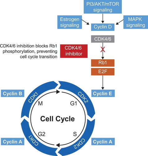 Figure 1. CDK4/6 inhibition in the cell cycle