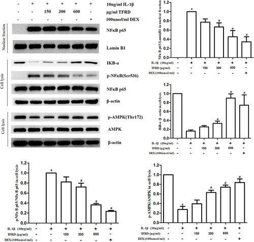 Figure 8 Effect of TFRD on AMPK/NFκB signaling pathway of IL-1β-stimulated chondrocytes. *P<0.05 compared with the blank control group, #P<0.05 compared with the IL-1β-stimulated group.