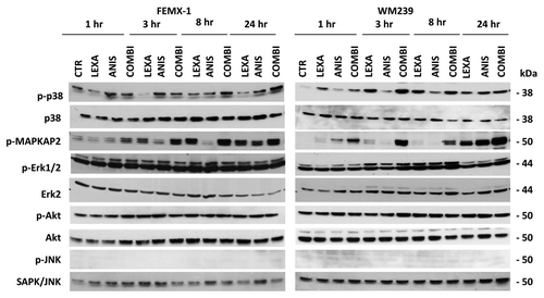 Figure 6. Representative immuno-blot analysis of p38, MAPK/ERK1/2, Akt and JNK pathways activation in FEMX-1 and WM239 cells after treatment as described in Figure 2.