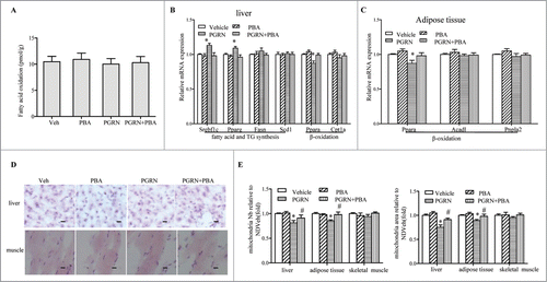 Figure 2. Effect of PGRN on lipid metabolism and liver steatosis in vivo. Mice were distributed as in Figure 1. (A) β-oxidation of infused [1–14C] oleic acid in vivo. (B) Relative mRNA levels from genes associated with fatty acid and triacylglycerol (TG) synthesis, or β-oxidation in the liver. (C) Relative expression of genes related to β-oxidation in adipose tissue. (D) Oil Red O staining of liver sections (magnification 100×), scale bars: 20μm. (E) Mitochondria number and mitochondria area in liver. Data are means ± SEM in each bar graph. *P < 0.05, #P < 0.05 (vs. PGRN).