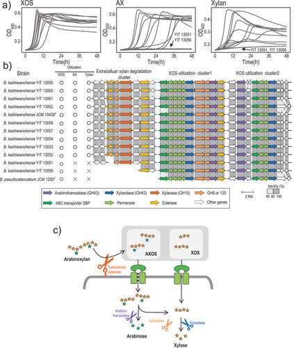 Figure 3. Utilization of xylan-associated carbohydrates by B. kashiwanohense.