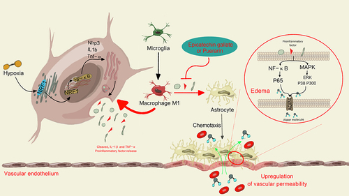Figure 2 HACE mediated by microglia in hypoxia environment at high altitude. Hypoxia-induced systemic inflammation can promote M1 polarization of microglia by up-regulating the expression of Nrf1, releasing a large number of pro-inflammatory factors to activate MAPKs and NF-κB signaling pathways in astrocytes, up-regulating the expression of AQP4, destroying the integrity of BBB, and inducing HACE.