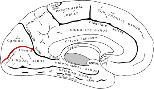 Figure 2 Calcarine fissure (in red), medial view. Gray H. Anatomy of the Human Body. Philadelphia: Lea & Febiger; 1918.Citation130