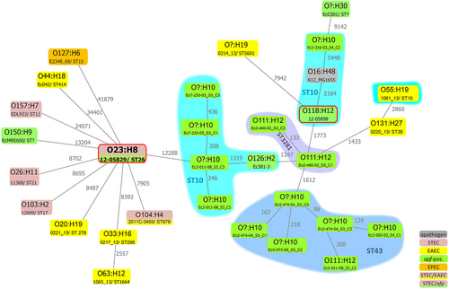 Fig. 5 The Shiga-toxigenic hybrid strain 12-05829 and the EAEC strain 12-05898 do not exhibit a close phylogenetic relationship to other afp-positive strains from NCBI.Chromosomal phylogeny of afp-positive E. coli strains and examples of EAEC, STEC, EPEC and EHEC/EAEC strains in relation to the afp-positive EHEC/EAEC strain 12-05829 are shown, represented as a minimum spanning tree based on 94 553 core SNPs of 31 strains. The different E. coli strains are phylogenetically diverse or cluster due to their sero- or MLST sequence-type, but not due to their pathovar. All sequences, except those of strain 12-05829 and 12-05898 (red frame), were obtained from NCBI (Supplementary Table S3). The gray numbers next to the lines represent the SNP count. ST? = unassigned MLST ST. O? unassigned serogroup