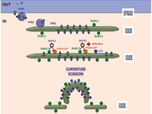 Figure 1. The figure shows how TFRC is endocytosed together with its ligand, TF (purple dot), from the plasma membrane (PM) to recycling endosomes (RE) during starvation. The extracellular domain of this receptor is concentrated between the inner and outer evolving phagophore membranes, labeled by RAB11A and PtdIns3P. RAB11A and PtdIns3P constitute a ‘coincident-detection’ signature for WIPI2 membrane recruitment. ‘Curvature’ and ‘Scission’ are important events for the evolution of phagophores from the recycling endosome, which need further mechanistic exploration.
