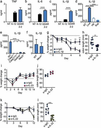 Figure 5. GDAR2-2-induced IL-1β secretion protects mice from C. rodentium infection. (a-c) WT bone marrow derived macrophages (BMDM) were co-cultured with K-12, GDAR2-2 or left untreated. Secretion of (a) IL-6, (b) TNF and (c) IL-1β were analyzed by LegendPlex. (d) Secretion of IL-1β from immortalized BMDM (iBMDM) co-cultured with live, heat-killed (HK), supernatant of GDAR2-2 or left untreated. (e-f) Secretion of IL-1β were detected from (e) WT, casp11−/−, casp1/11−/−, Gsdmd−/− and Nlrp3−/− iBMDM co-cultured with GDAR2-2 or from (f) WT and Nlrc4−/− BMDM co-cultured with GDAR2-2. (g-h) ABX-treated B6 mice were colonized with GDAR2-2, infected with C. rodentium and administered with α-IgG antibody (Ab) or α-IL-1β Ab. (g) Weight change and (h) colon length 6 days after infection were shown. (i-j) B6 mice were treated with ABX, colonized with GDAR2-2, infected with C. rodentium and treated with α-IgG Ab or α-IL-23 Ab. (i) Weight change and (j) colon length were shown. (k-l) ABX-treated B6 mice were colonized with GDAR2-2, infected with C. rodentium and treated with α-IgG Ab or α-IL-22 Ab. (k) Weight change and (l) colon length were shown. Data are pooled from (g,h,k,i) or are representative of (a-f, i, j) at least 2 independent experiments. (a-f) Data are shown as mean with SEM. (a-e) One-way ANOVA with Bonferroni correction. (f) Student’s t test. (g, i, k) Data are shown as mean ± SEM. Student’s t test at each time point. (h, j, l) Data points are single mouse with mean. Student’s t test. *p ≤ 0.05, **p ≤ 0.01, *** p ≤ 0.001, **** p ≤ 0.0001.