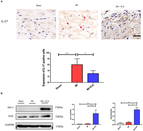 Figure 4. Icariin promotes activation of Nrf2/HO-1 by alleviating inflammatory factors. Signaling pathways: (a) Immunohistochemical was performed to check the expression of IL-17 (× 100); the experiment was repeated 3 times with means *P < 0.05. (b) qPCR was performed to evaluate the mRNA expression of IL1β, HO-1, TNF-α, and α-SMA compared to 18S. Each experience was repeated 3 times *P < 0.05. (c) The protein expression of HO-1, Nrf2, and GAPDH (control) was determined by Western blotting. Each experience was repeated 3 times *P < 0.05.